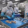 Обработка водных биоресурсов на акционерной компании по переработке и экспорту-импорту морепродуктов «Бариа-Вунгтау» (Baseafood) в районе Бариа, Хошимин. (Фото: ВИА)* 