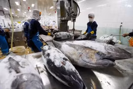 Переработка тунца на экспорт на предприятии Binh Dinh Fishery Joint Stock Company в южной провинции Биньдинь (Фото: ВИА)