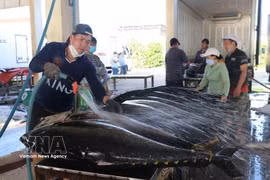 Развитие морепродуктовой отрасли Вьетнама: переход к высокотехнологичной, «зеленой» и устойчивой модели