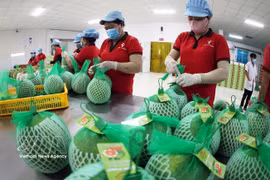Упаковка экспортной продукции помело сорта «за сянь» на предприятии компании Vina T&T Group в провинции Виньлонг (Фото: ВИА)