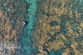Куангнгай объединяет усилия для защиты экосистемы саргассовых водорослей
