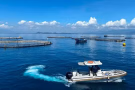 Участок высокотехнологичного выращивания морского окуня на глубоководье компании Australis Vietnam Aquaculture Co., Ltd. в заливе Ванфонг, провинция Кханьхоа (Фото: nhandan.vn)